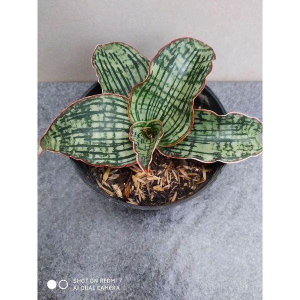 sansevieria Cleopatra