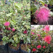 bunga kaliandra /lusiana