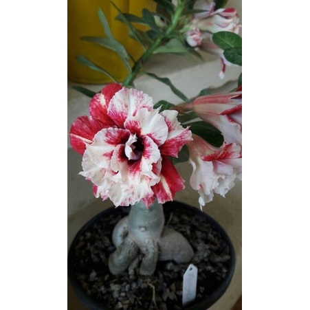 Tanaman hias Adenium kamboja Jepang bunga tumpuk putih merah / Kamboja adenium bunga