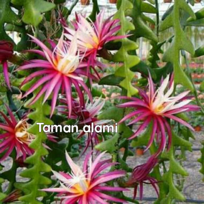 tanaman wijaya kusuma keris -wijaya kusuma