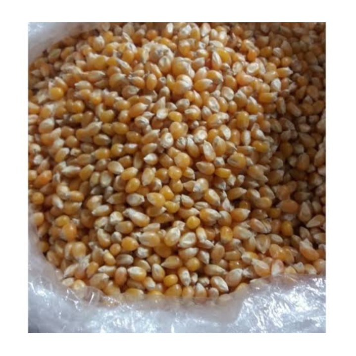 

Frozen Bandung | Jagung Popcron 1kg