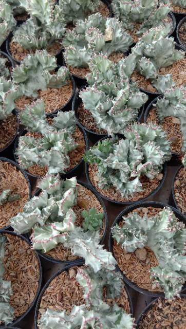 Euphorbia lactea