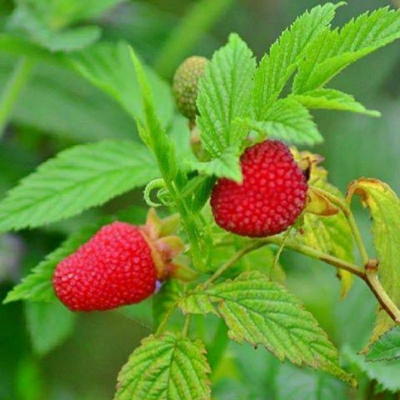 DIARY PETANI - Bibit Tanaman Raspberry Hutan atau Arbei Merah Premium