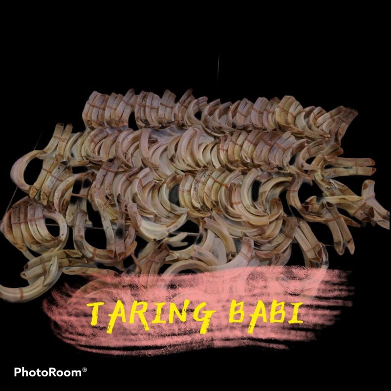 [HARGA RESELLER] TARING BABI ORIGINAL SIZE 13CM
