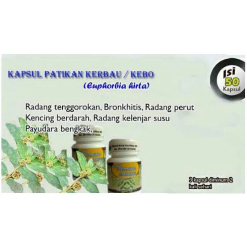 PATIKAN KEBO Kapsul Herbal Pembangkit Libido Penyubur Sperma Pria DBD

