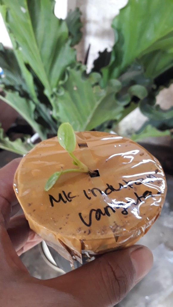 Bibit Anturium Jemani Mangkok Tornado