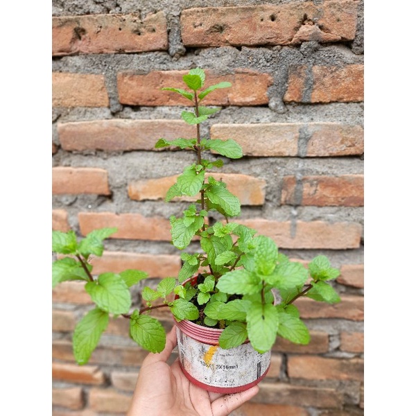 Daun Mint / Tanaman Daun Mint