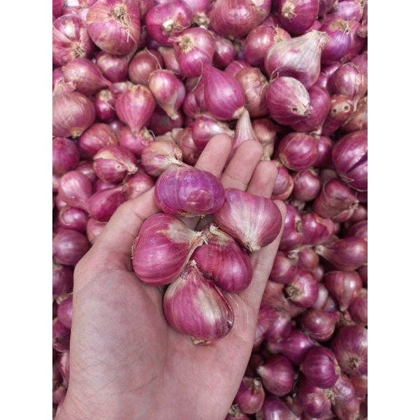

Brambang/Bawang Merah Brebes