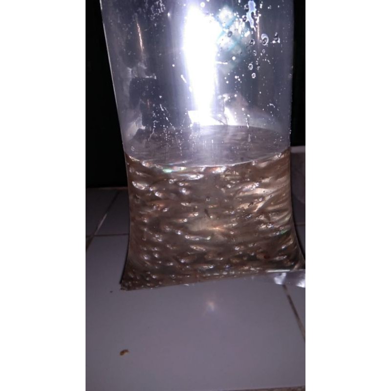 

ikan cerenya fresh isi tidak mengecewakan