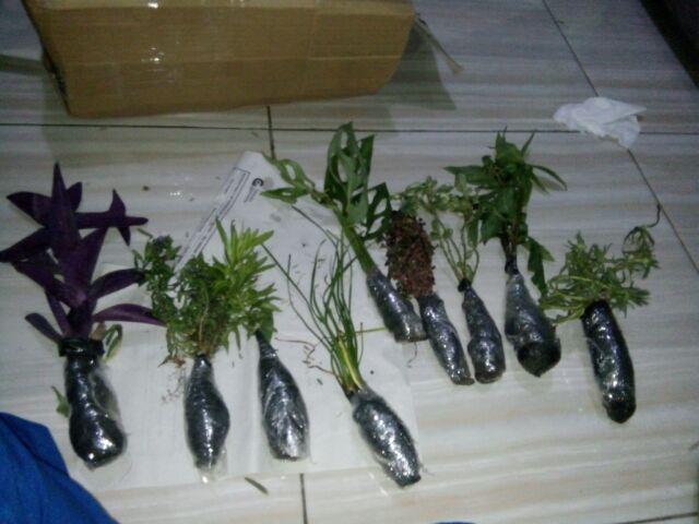 Tanaman Hias Krokot Putih - Kerokot Variegata