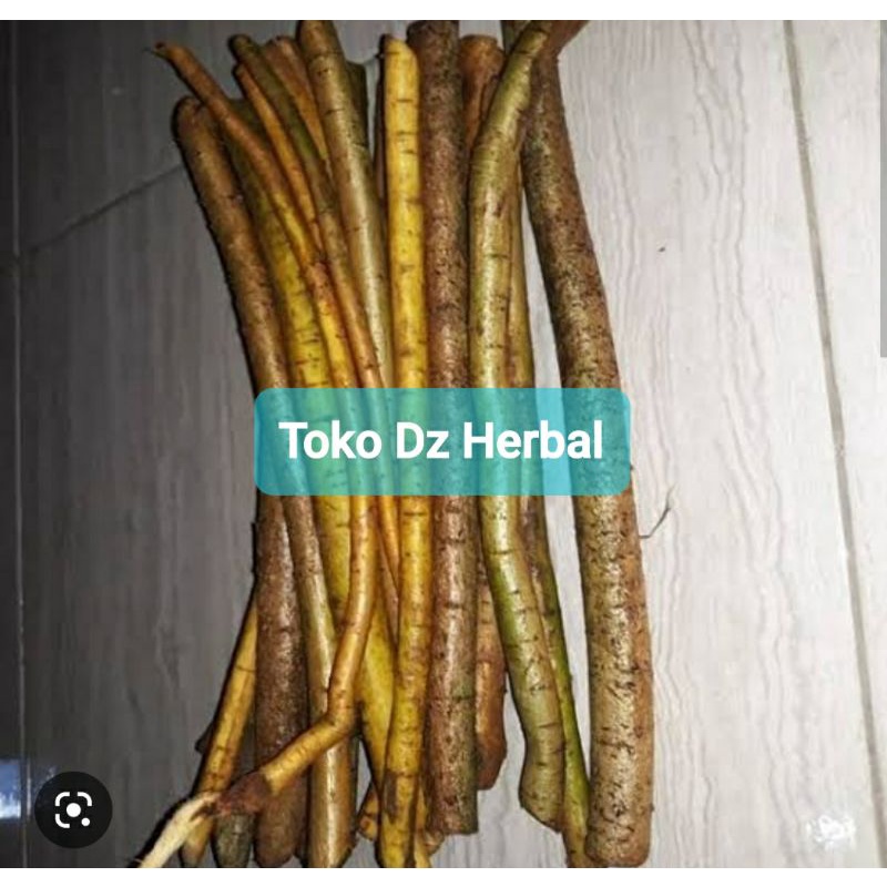 

Jual akar tuba segar 500 gram pestisida organik-az