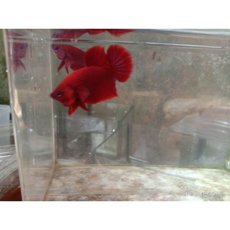 cupang Bagan Api Cupang Adu, Size M Gigi Tajam Sisik Tebal Bagan Rawatan Siap Adu