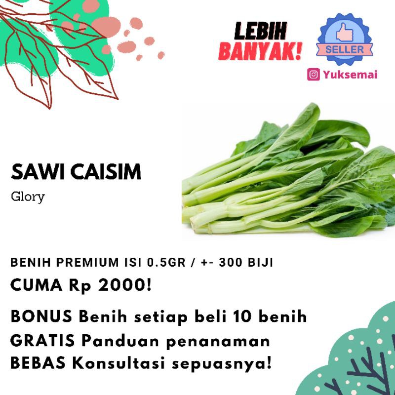 Jual Benih Bibit Sawi Caisim Glory Unggul Jawara Murah Isi Sekitar