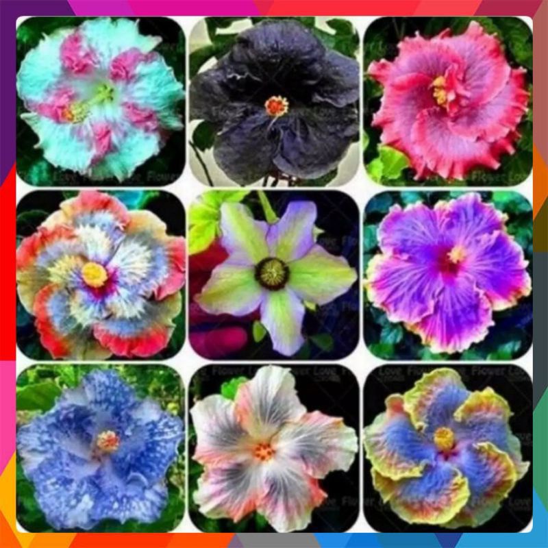 9 PAKET TANAMAN HIAS HIBISCUS BUNGA SEPATU BERKUALITAS