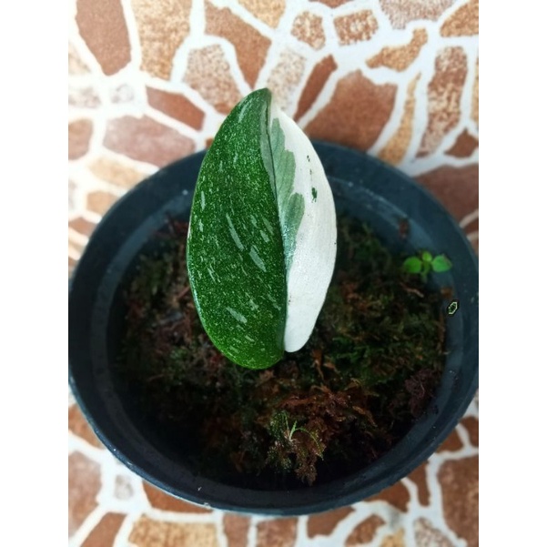 scindapsus moonlight varigata Langka