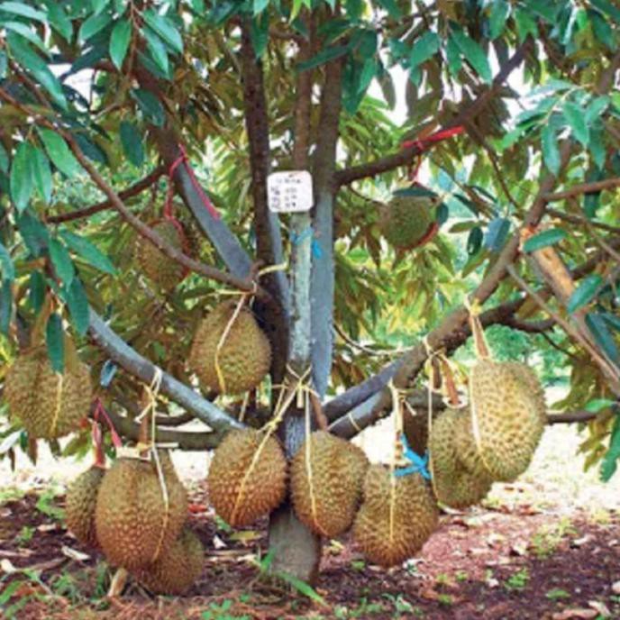 Bibit Buah Durian Montong Merah Asli