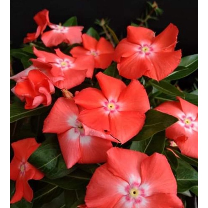 Bunga Vinca Mandarin orange