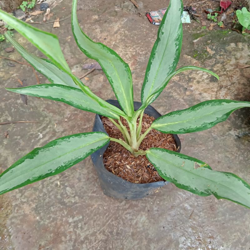 tanaman hias aglonema blanceng bulu ayam/blanceng silver