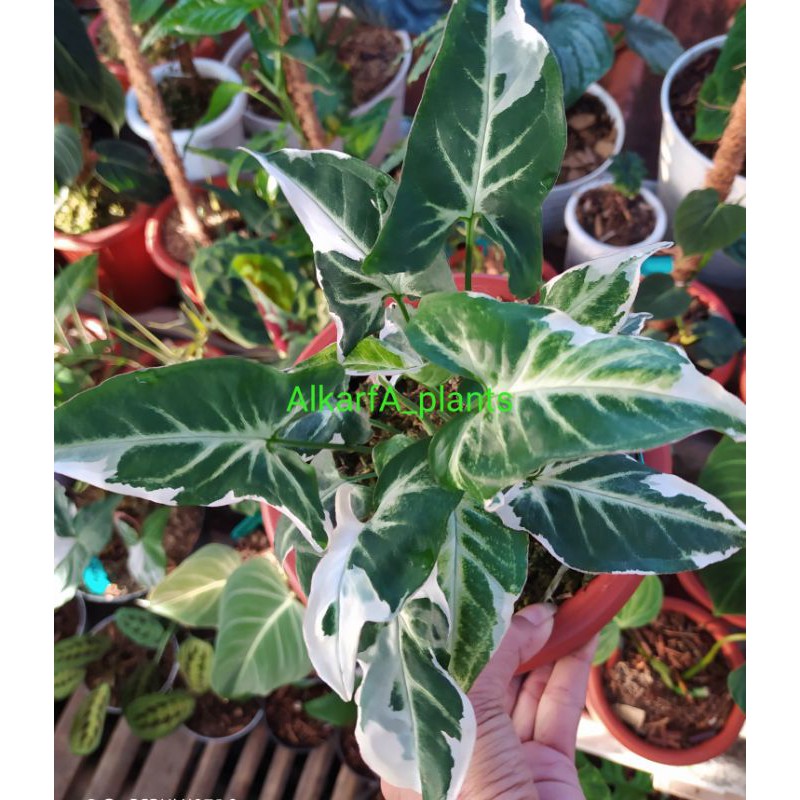 tanaman hias singonium T25