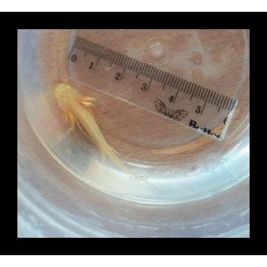 Axolotl - Albino (Dogfish / Salamander) Best Seller