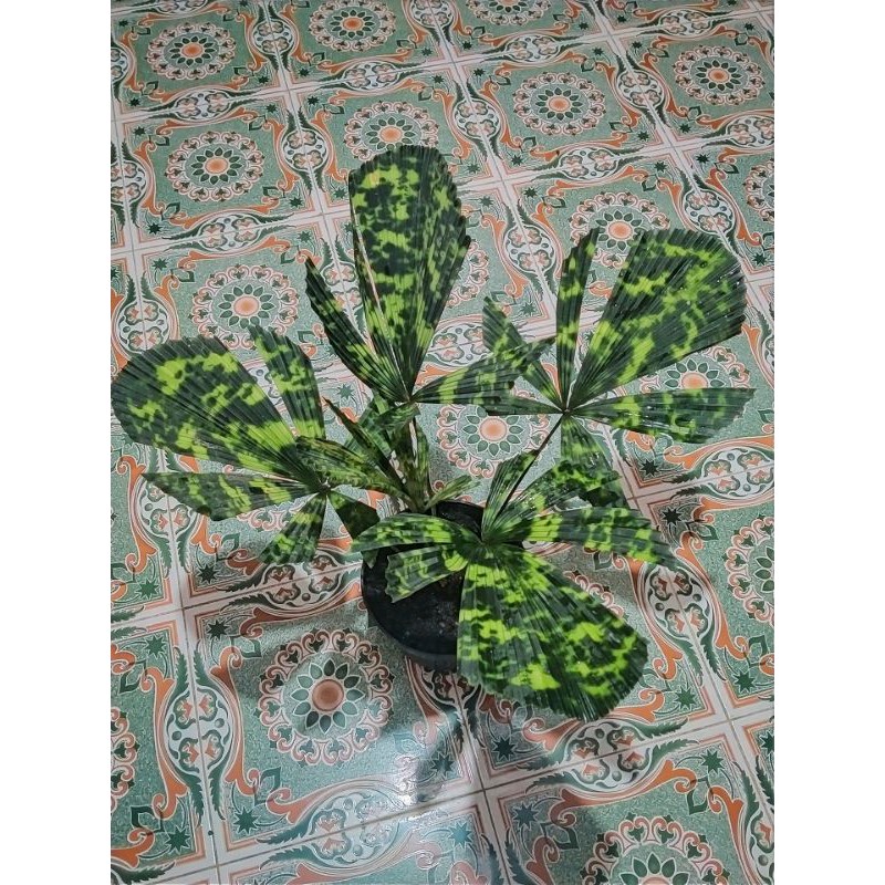 rawatan palem licuala mapu / mattanensis