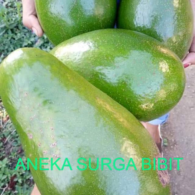 

Bibit alpukat pluang cepat berbuah hasil stek sambung