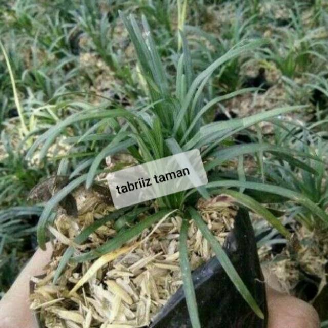 2.2  COD SALE jual Kucai mini pengganti rumput - bibit tanaman - hiasan taman - kucai mini