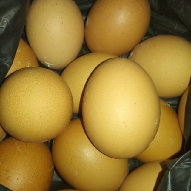 

Telur ayam negeri isi 1 kilo