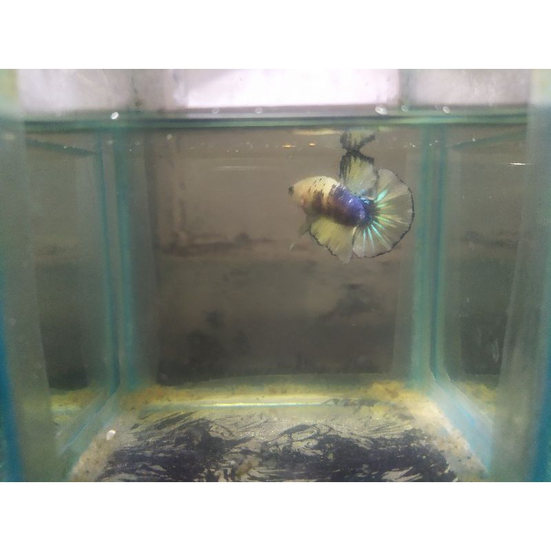 Cupang Yellow Base Real (Sesuai Gambar)