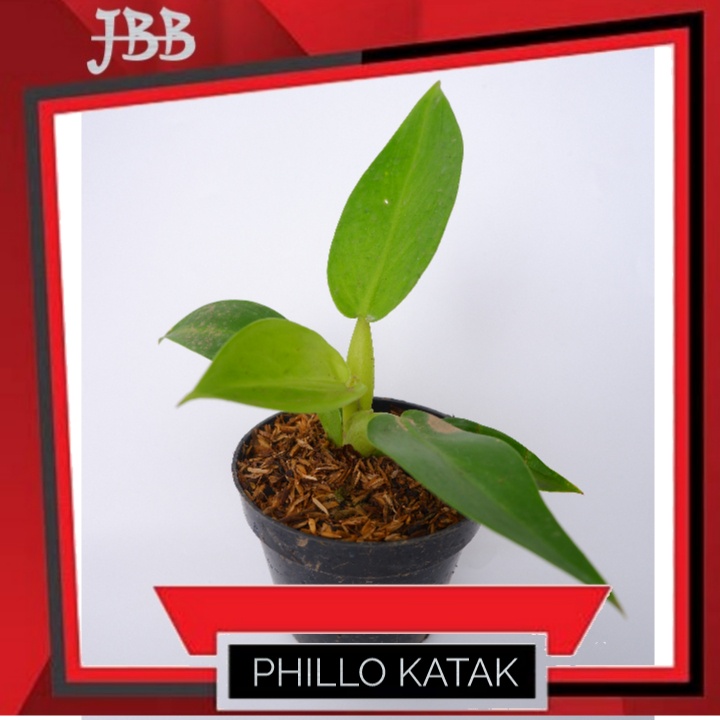 Tanaman Hias Phillodendron Katak - Phillo Katak