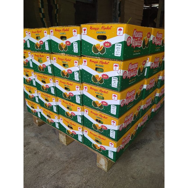 Mangga Alpukat 1 dus - Mangga Alpukat Klonal 21 - Mangga Alpukat Bangil