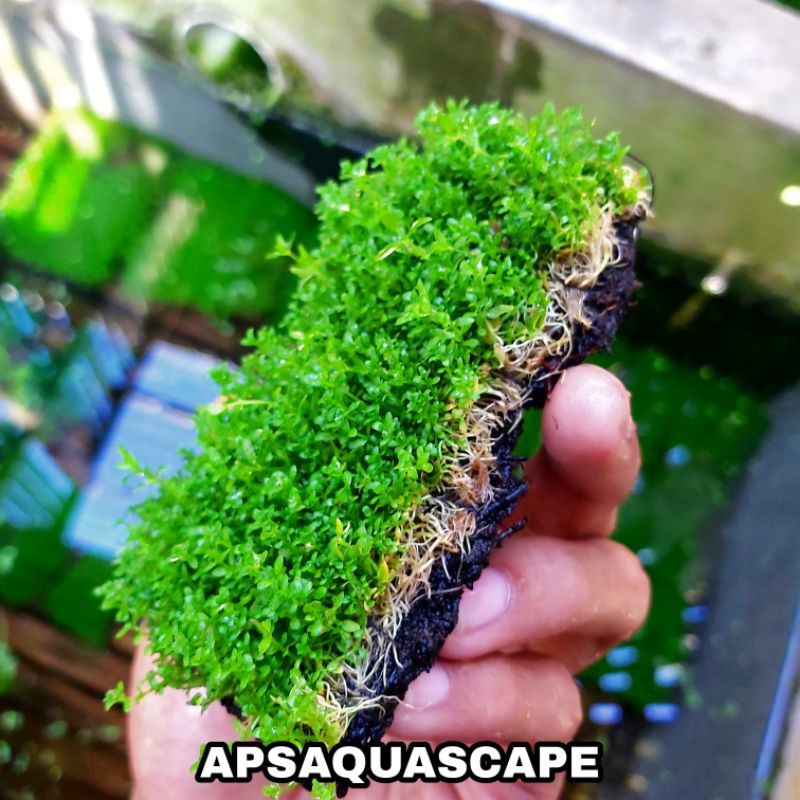 tanaman aquascape cuba / tanaman aquascape karpet media lempeng