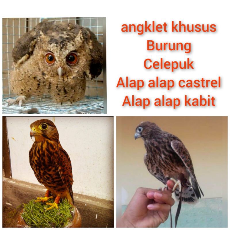 Anklet Burung Hantu Elang Ukuran M Shopee Indonesia