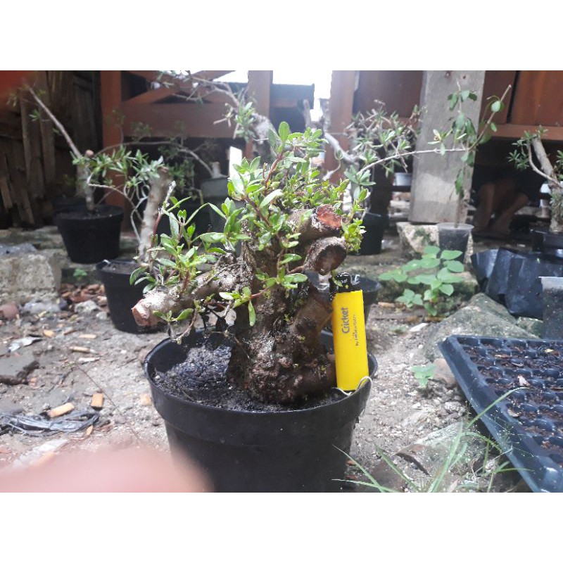 BIBIT SANTIGI. bahan bonsai santigi super prospek