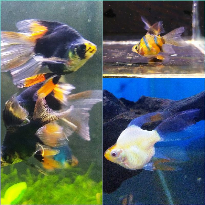 sumatra barb balon slayer