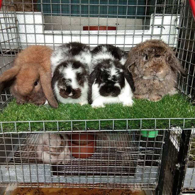 Kelinci mini Holand lop 3 bulan BETINA