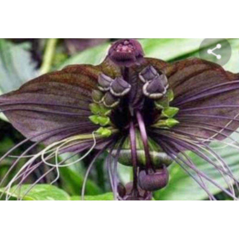 tanaman kelelawar hitam/tacca cahantrieri