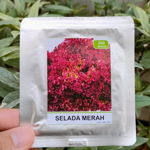 benih selada hijau - benih selada merah - benih selada keriting - RS