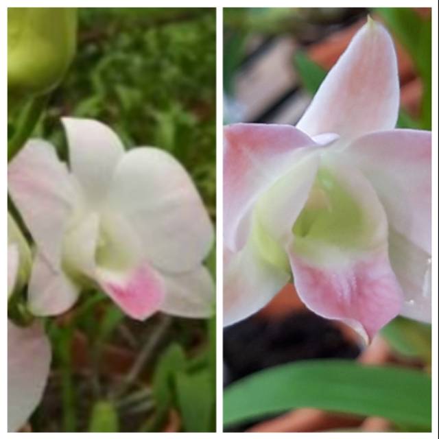 Anggrek bibit botol dendro phalaenopsis x den. Enobi Purple