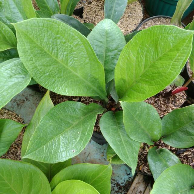 Tanaman hias anturium jermani