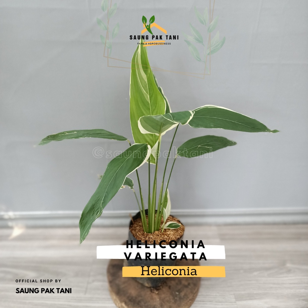 Heliconia Variegata / Heliconia Varigata / Pisang - Pisangan Variegata