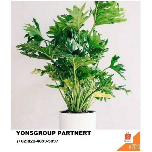 Tanaman Hias Philodendron Seribu Jari Tanaman Philo Shopee Indonesia