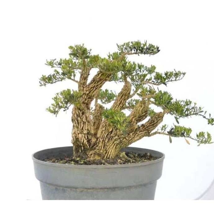 jual 3 bibit pohon boksus boxsus bahan bonsai bibit / benih / biji voc