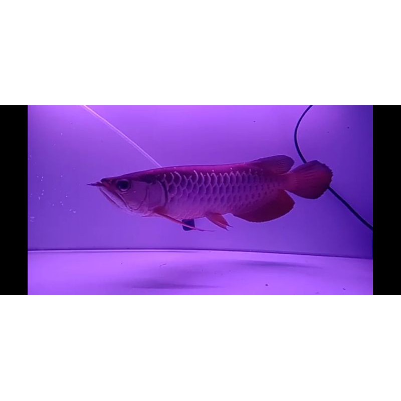 arowana golden red 40cm