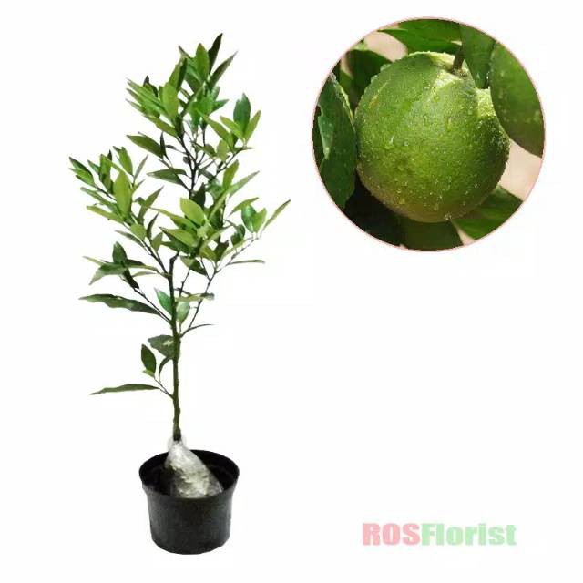 Bibit Jeruk Nipis / Jeruk Peras Nipis Manis / Tanaman Buah Jeruk Nipis