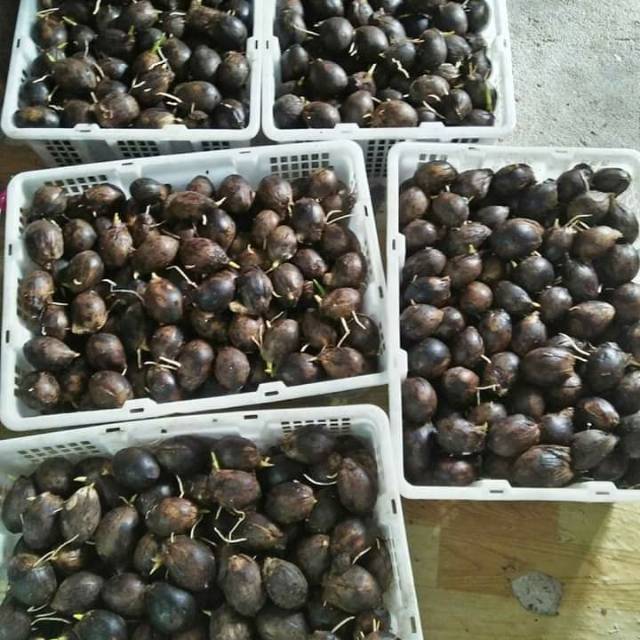 Kecambah pinang pandan wangi