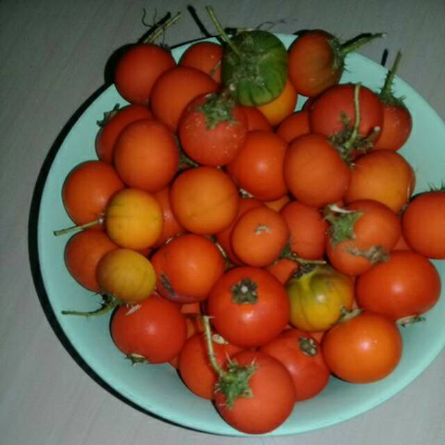 

Promo buah terong pari.terong duri 100gram