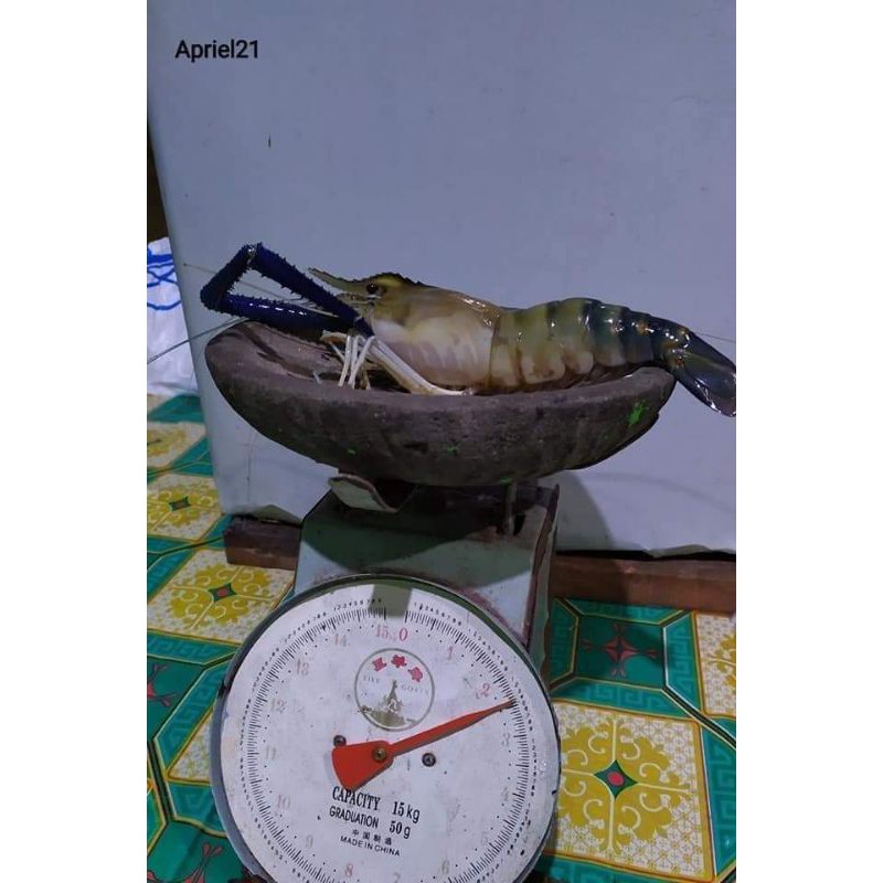 

UDANG GRADE A