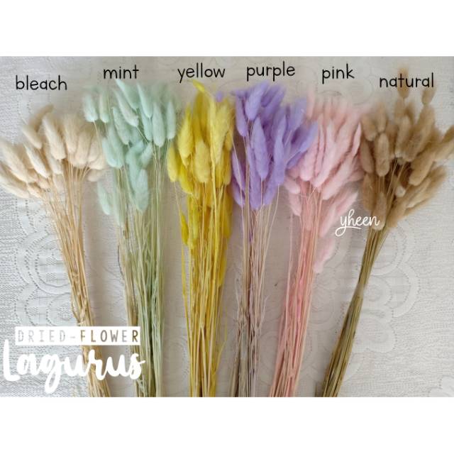 How To Dry Dandelion Flowers For Rabbits Best Flower Site