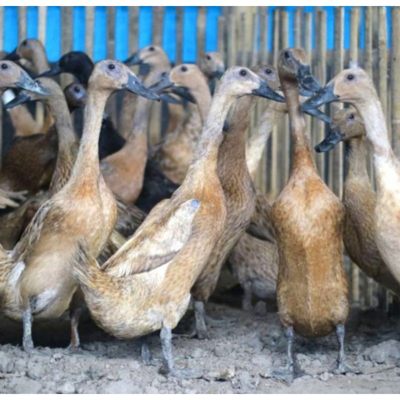 Bebek Petelur Ungggul Betina Dewasa